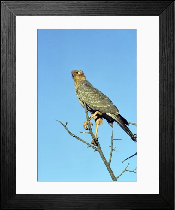 Framed Print : Pale Chanting Goshawk juvenile Framed Print : Pale Chanting Goshawk juvenile