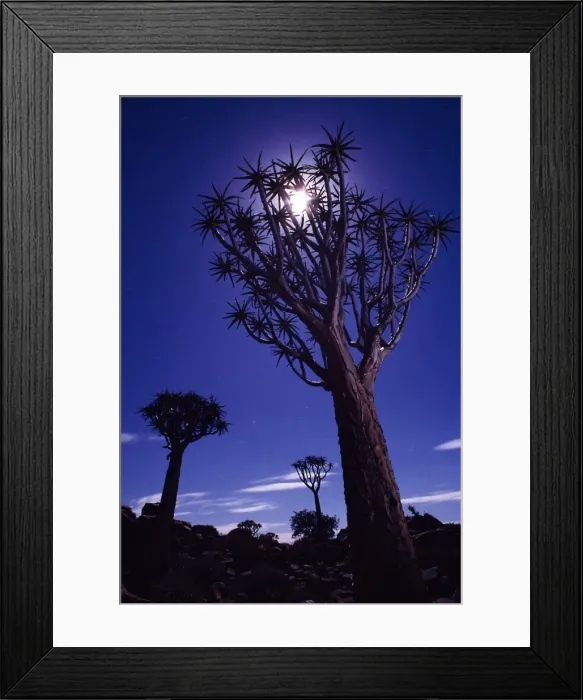Framed Print : Quiver Tree Forest Framed Print : Quiver Tree Forest