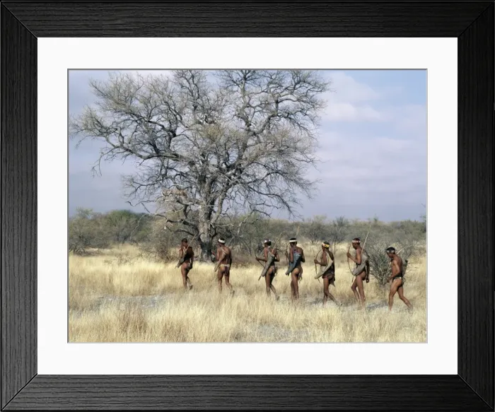 Framed Print : A band of !Kung hunter-gatherers makes a stealthy approach towards an antelope, their bows Framed Print : A band of !Kung hunter-gatherers makes a stealthy approach towards an antelope, their bows