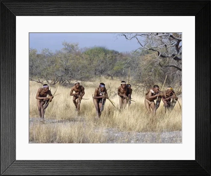 Framed Print : A band of !Kung hunter-gatherers makes a stealthy approach towards an antelope, their bows Framed Print : A band of !Kung hunter-gatherers makes a stealthy approach towards an antelope, their bows
