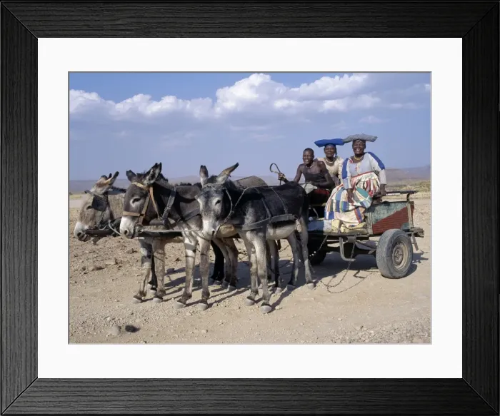 Framed Print : An Herero man and two women ride home in a donkey cart Framed Print : An Herero man and two women ride home in a donkey cart