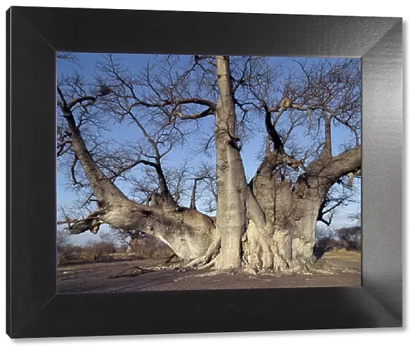 The Grootboom baobab tree in Bushman country near Tsumkwe
