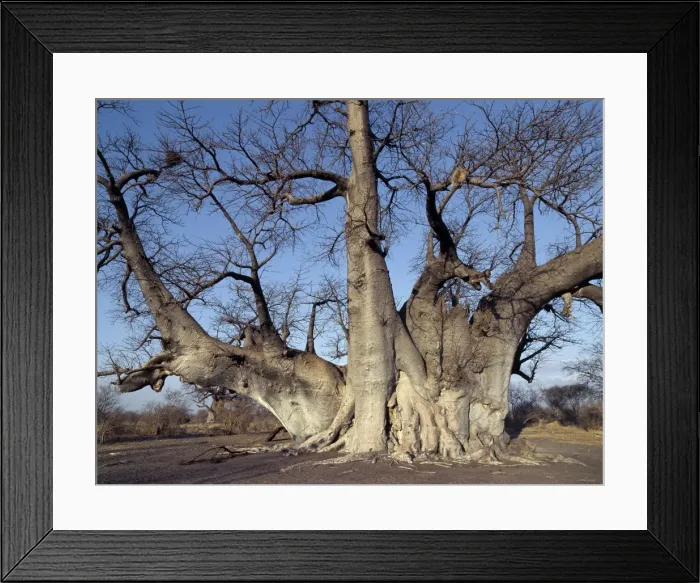 Framed Print : The Grootboom baobab tree in Bushman country near Tsumkwe Framed Print : The Grootboom baobab tree in Bushman country near Tsumkwe