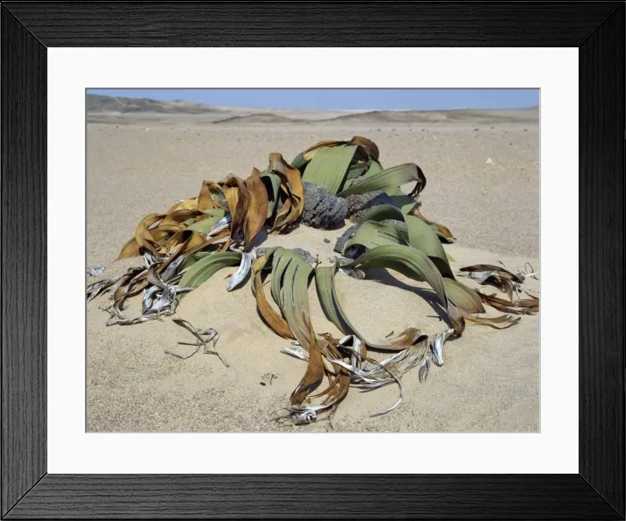 Framed Print : A Welwitschia mirabilis plant grows in sandy soil in Framed Print : A Welwitschia mirabilis plant grows in sandy soil in