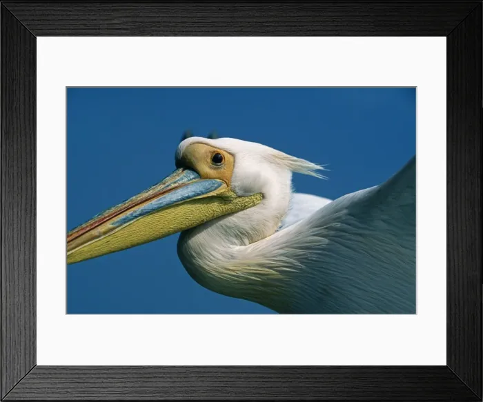 Framed Print : Eastern White Pelicans Framed Print : Eastern White Pelicans