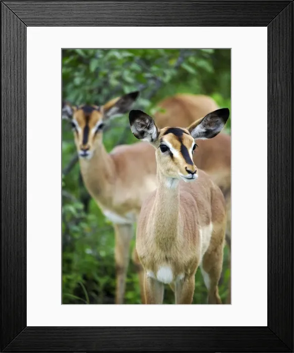 Framed Print : Black Faced Impala Framed Print : Black Faced Impala