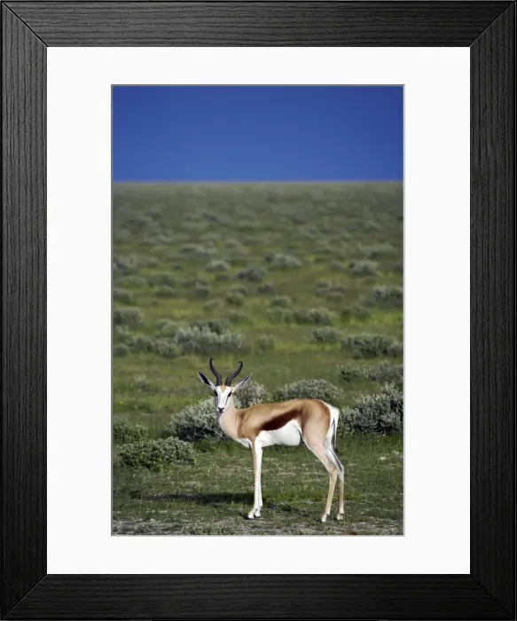 Framed Print : A male Springbok Framed Print : A male Springbok