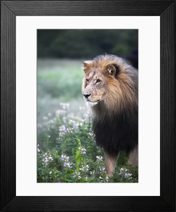 Framed Print : A mature male lion at the Africat Foundation in Namibia Framed Print : A mature male lion at the Africat Foundation in Namibia