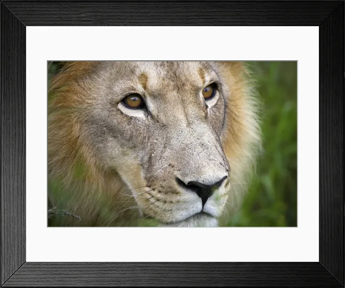 Framed Print : A mature male lion at the Africat Foundation in Namibia Framed Print : A mature male lion at the Africat Foundation in Namibia