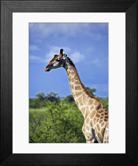 Framed Print : A male giraffe in Etosha National Park, Namibia Framed Print : A male giraffe in Etosha National Park, Namibia