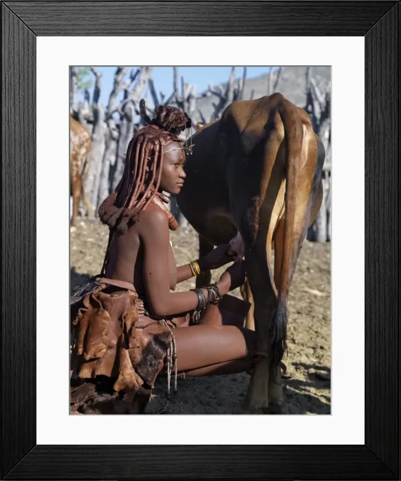 Framed Print : A Himba woman milks a cow in the stock enclosure close to her home Framed Print : A Himba woman milks a cow in the stock enclosure close to her home