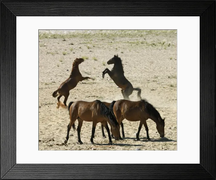 Framed Print : Wild desert-dwelling horses at the Garub Pan Framed Print : Wild desert-dwelling horses at the Garub Pan