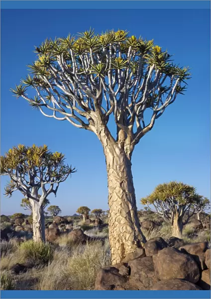 Quivertrees in a forest, close to the Southern Kalahari
