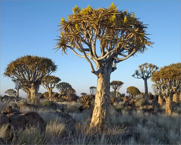 Quivertrees in a forest, close to the Southern Kalahari