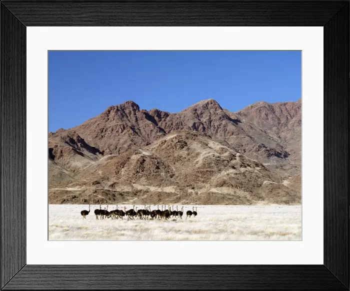 Framed Print : A flock of ostriches in beautiful mountain scenery Framed Print : A flock of ostriches in beautiful mountain scenery