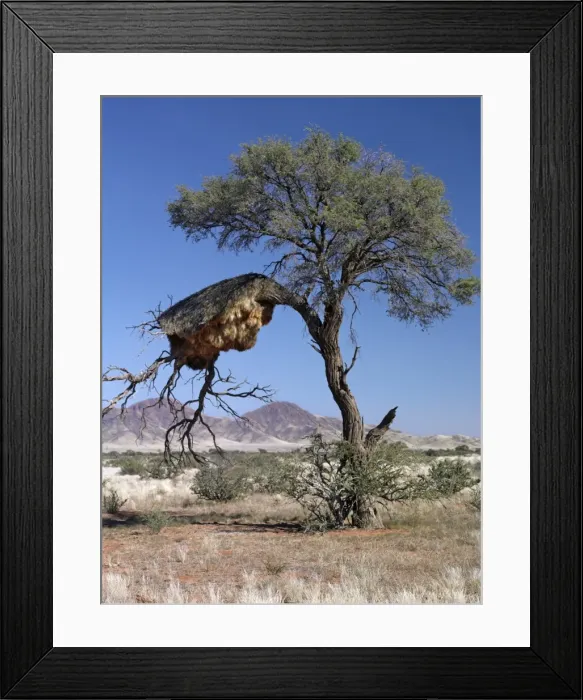 Framed Print : The large communal nest of sociable weavers Framed Print : The large communal nest of sociable weavers