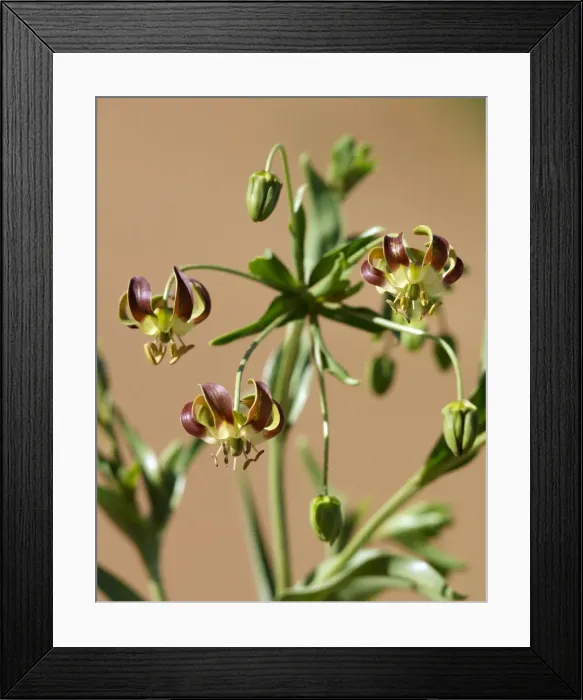 Framed Print : In years of bountiful rain Framed Print : In years of bountiful rain