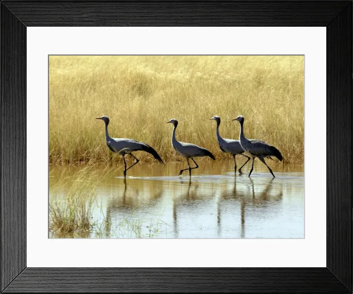 Framed Print : Four blue cranes Framed Print : Four blue cranes