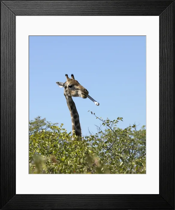 Framed Print : A Giraffe with a bone in its mouth on the edge of the Etosha Pan Framed Print : A Giraffe with a bone in its mouth on the edge of the Etosha Pan