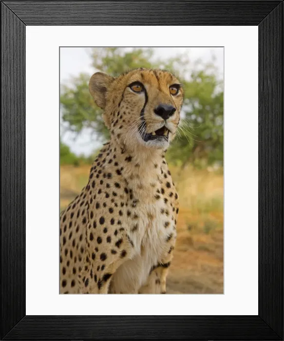 Framed Print : Namibia, Erongo Region, Damarland Framed Print : Namibia, Erongo Region, Damarland