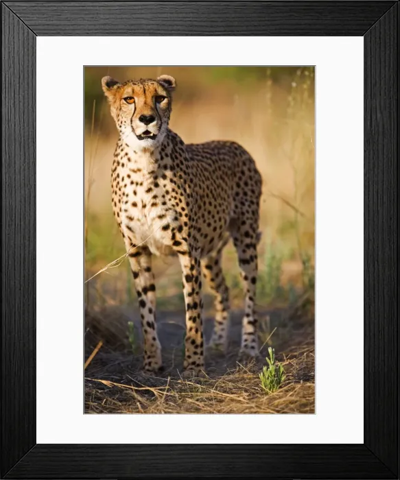 Framed Print : Namibia, Erongo Region, Damarland Framed Print : Namibia, Erongo Region, Damarland