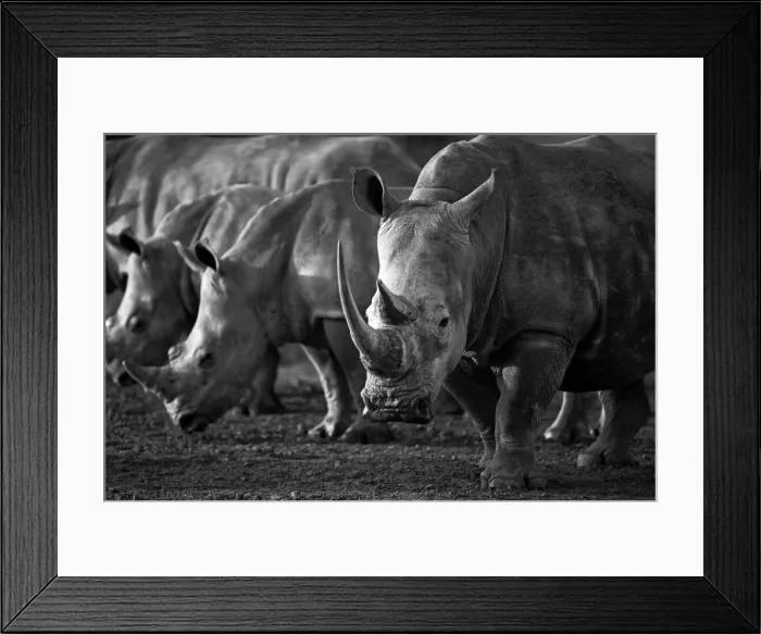 Framed Print : The White Rhinoceros or Square-lipped rhinoceros