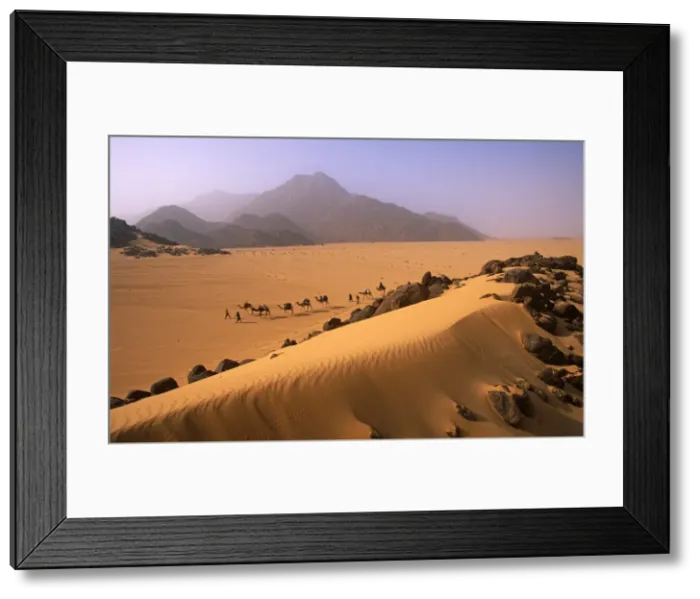 Framed Print : Camel Caravan in Niger, Tenere Desert Framed Print : Camel Caravan in Niger, Tenere Desert