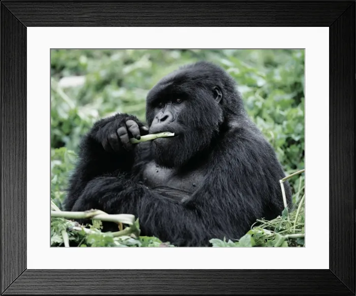 Framed Print : A male mountain gorilla (Gorilla gorilla beringei) Framed Print : A male mountain gorilla (Gorilla gorilla beringei)