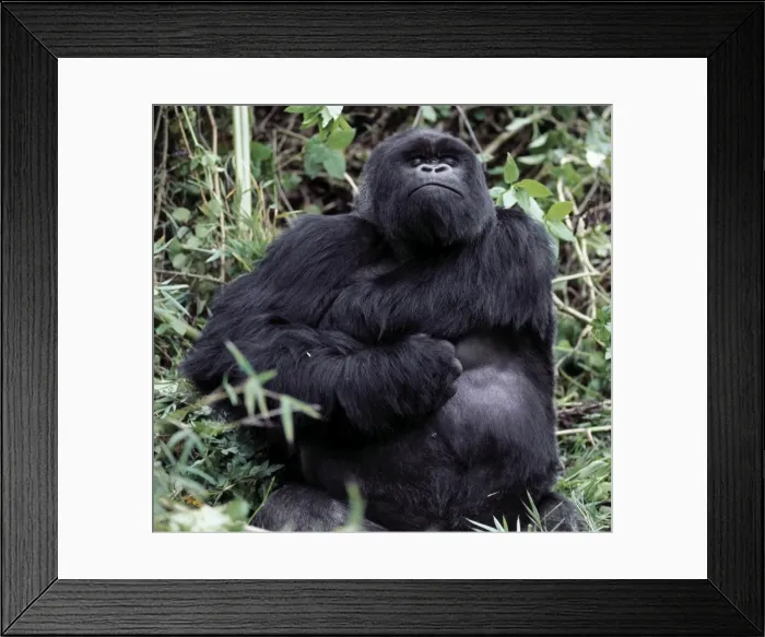 Framed Print : A male mountain gorilla (Gorilla gorilla beringei) Framed Print : A male mountain gorilla (Gorilla gorilla beringei)