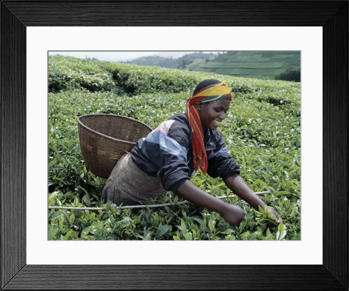 Framed Print : A tea picker in Southwest Rwanda Framed Print : A tea picker in Southwest Rwanda