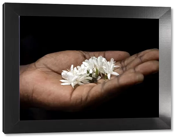 A coffee flower is held delciately in the palm of a Sao Tomense hand