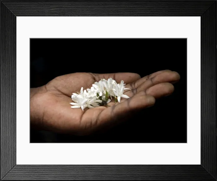 Framed Print : A coffee flower is held delciately in the palm of a Sao Tomense hand Framed Print : A coffee flower is held delciately in the palm of a Sao Tomense hand