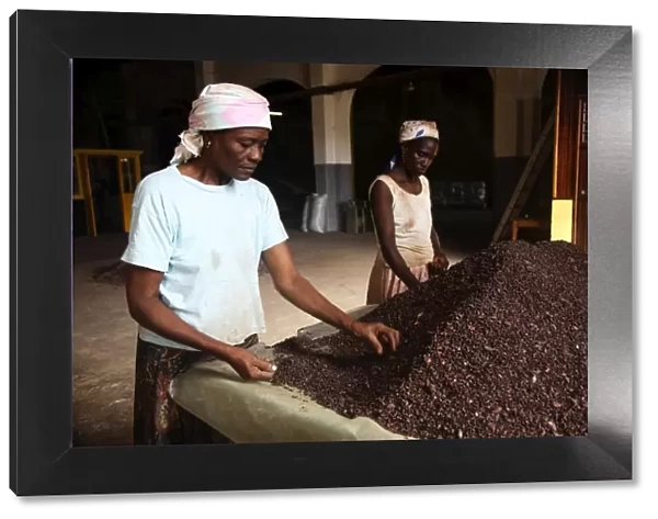 Two Sao Tomense women sort through cocoa beans at the