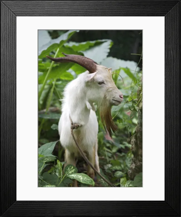 Framed Print : A goat in Sao Tome and Principe Framed Print : A goat in Sao Tome and Principe