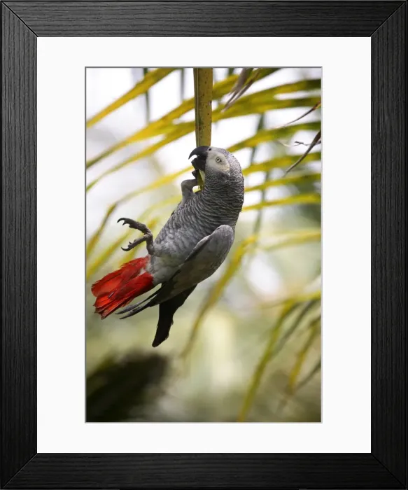 Framed Print : This parrot is known as the Papa Gaio do Principe Framed Print : This parrot is known as the Papa Gaio do Principe