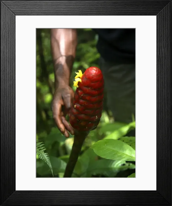 Framed Print : A bestaode macaco, a type of tropical flower of South American origin Framed Print : A bestaode macaco, a type of tropical flower of South American origin