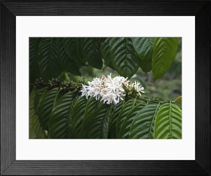 Framed Print : A coffee bush in flower displays its distinct white flower