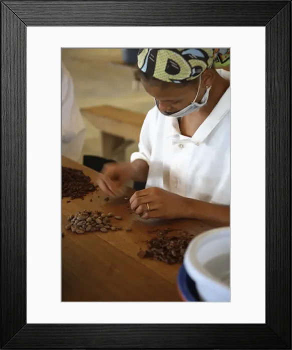 Framed Print : A woman peels the skins away from cocoa beans Framed Print : A woman peels the skins away from cocoa beans
