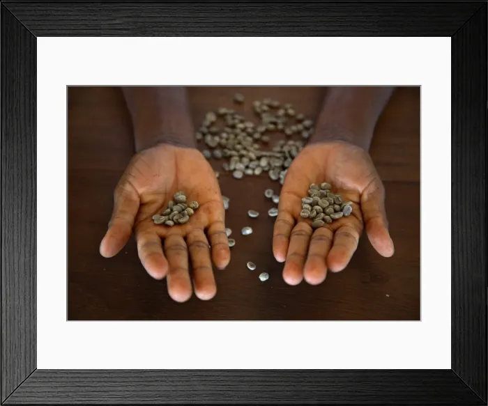 Framed Print : A worker from the plantation Roca Nova Moka Framed Print : A worker from the plantation Roca Nova Moka