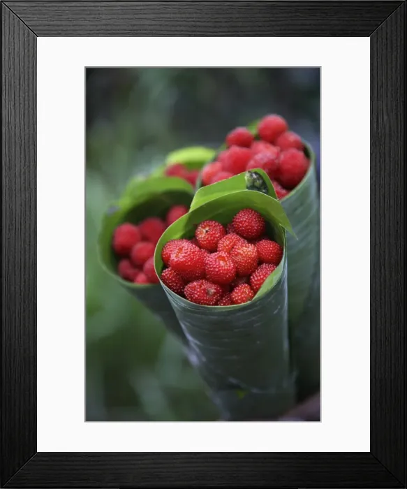 Framed Print : Wild raspberries held in the leaf of a Porcelaine Rose