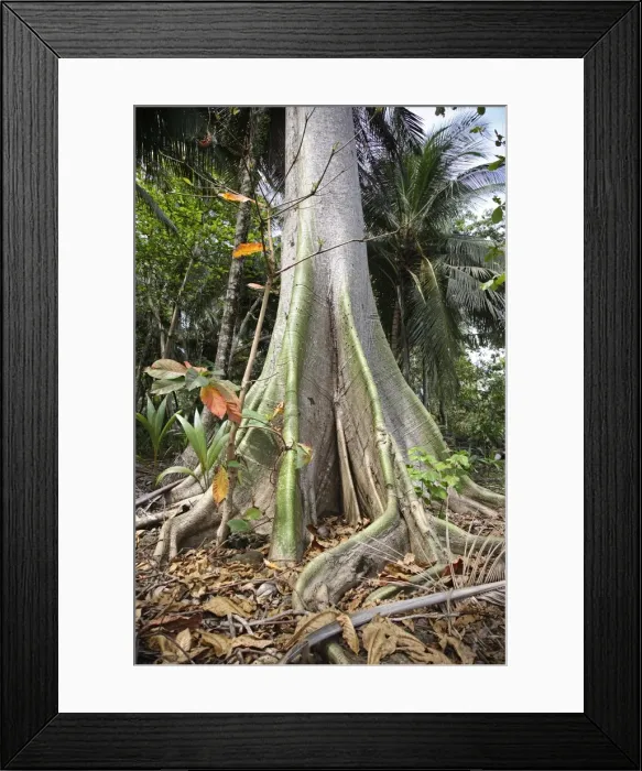Framed Print : I dont know what the name of this tree is Sao Tome Framed Print : I dont know what the name of this tree is Sao Tome