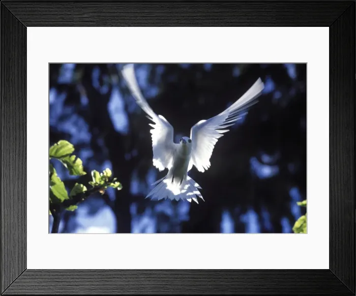 Framed Print : Fairy tern in flight (Gygis alba monte), Aride Island Framed Print : Fairy tern in flight (Gygis alba monte), Aride Island