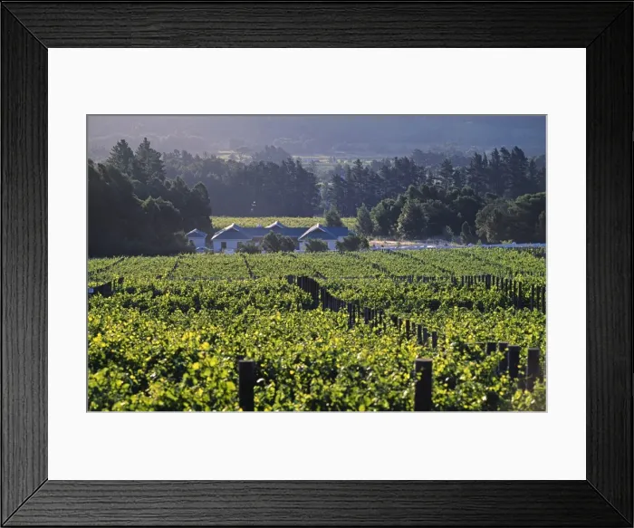 Framed Print : Evening light catches the vines at Petite Ferme Vineyard Framed Print : Evening light catches the vines at Petite Ferme Vineyard