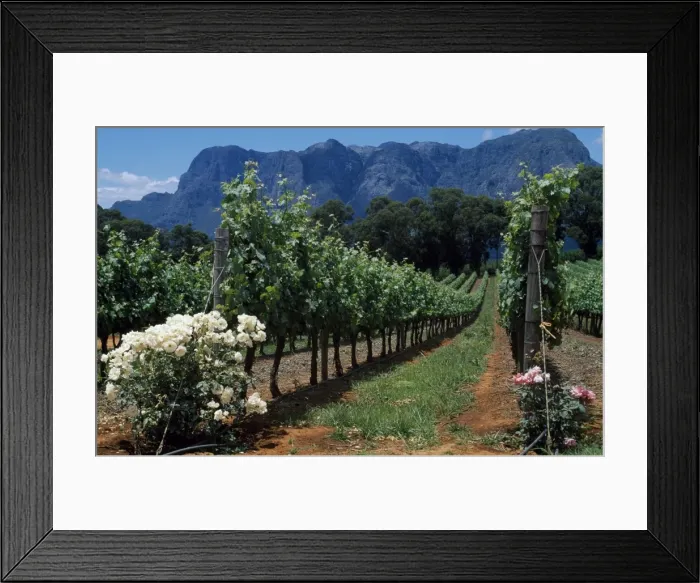 Framed Print : Thelema Mountain Vineyards near Stellenbosch Framed Print : Thelema Mountain Vineyards near Stellenbosch