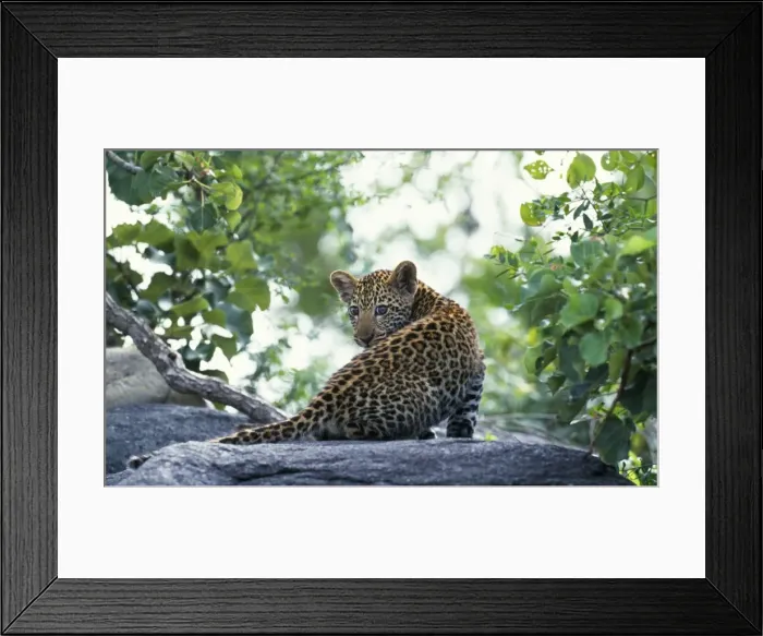 Framed Print : South Africa, Sabi Sands Game Reserve