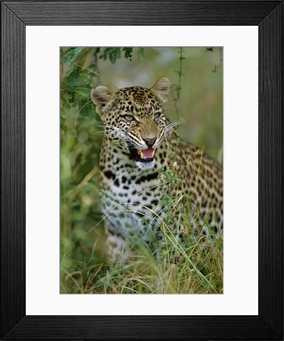 Framed Print : Female Leopard Framed Print : Female Leopard