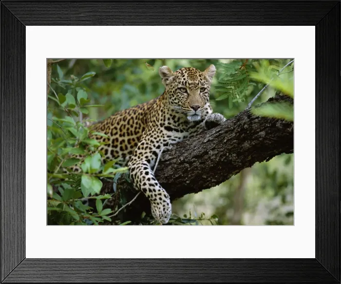 Framed Print : A female Leopard (Panthera pardus) rests in the shade Framed Print : A female Leopard (Panthera pardus) rests in the shade