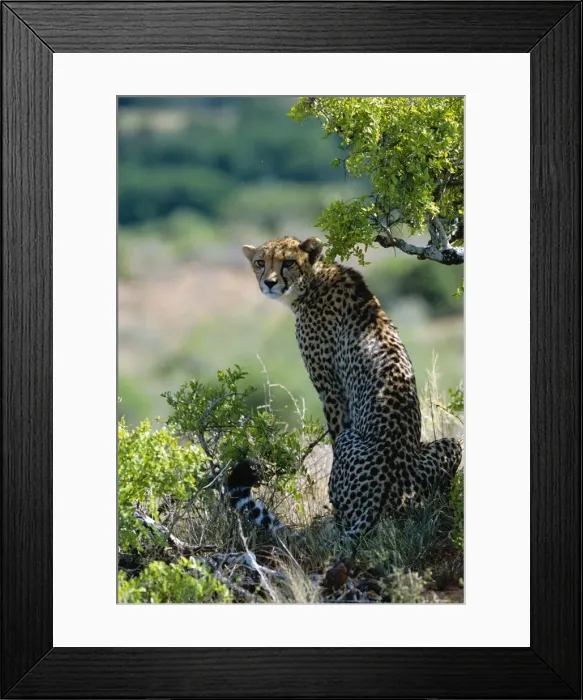 Framed Print : A female cheetah rests in the shade at Kwandwe Private Game Reserve