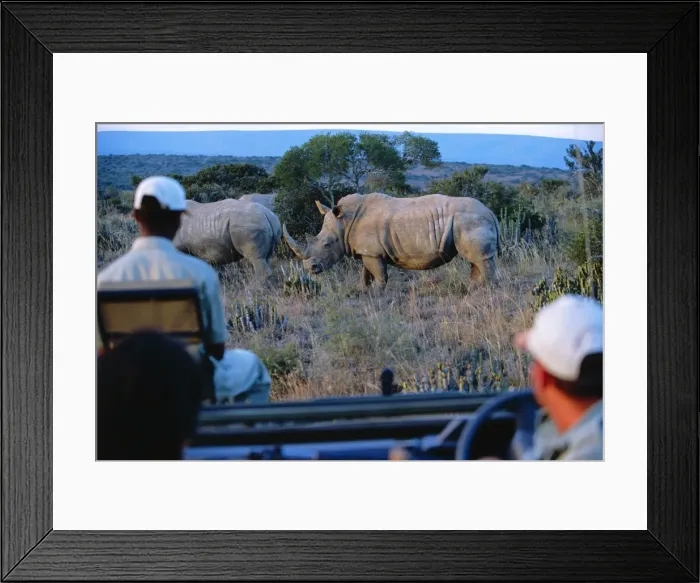 Framed Print : Watching White rhino from the safety of a game-viewing Framed Print : Watching White rhino from the safety of a game-viewing