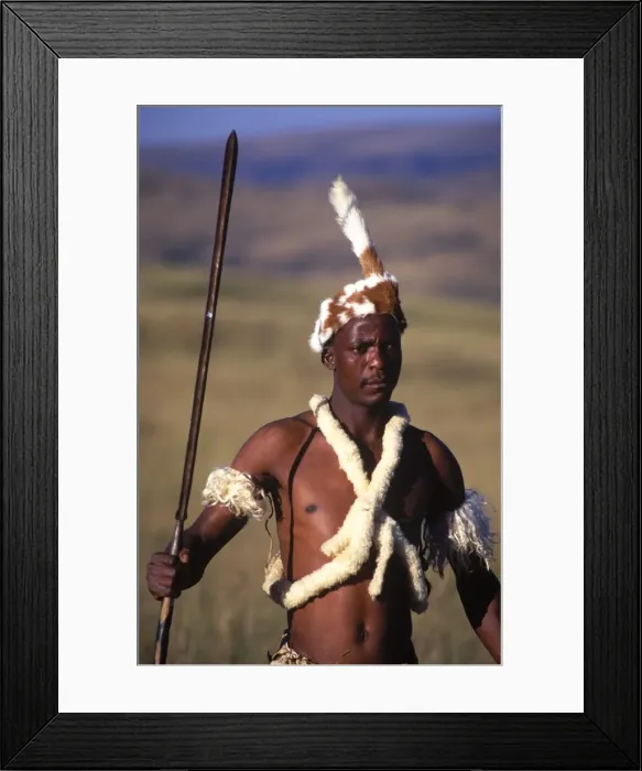 Framed Print : Zulu warrior in traditional dress with fighting Framed Print : Zulu warrior in traditional dress with fighting